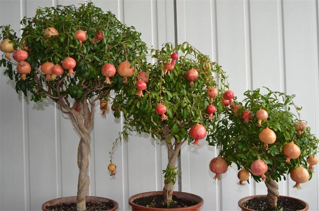 Những loại cây ăn quả dễ trồng tại nhà