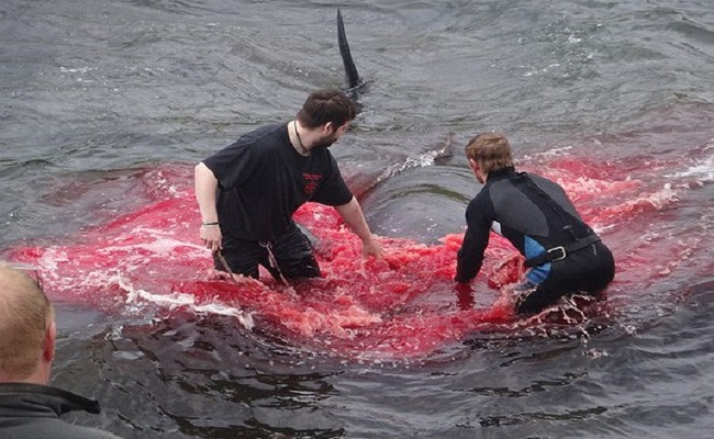 Hãi hùng với lễ hội săn cá voi tại đất nước Đan Mạch