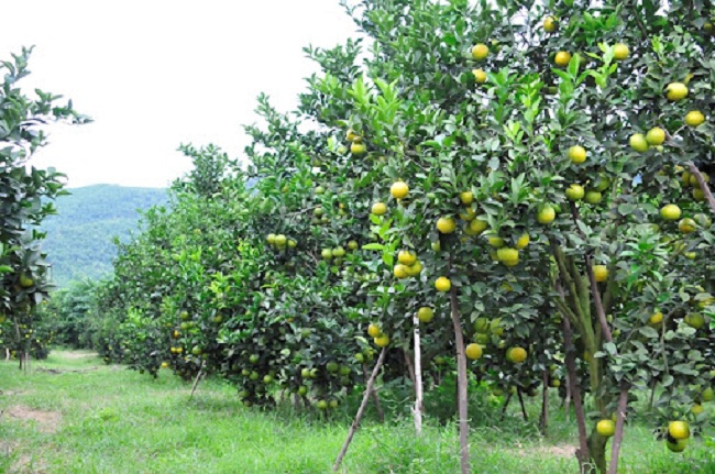 Tháng 9 trồng cây ăn quả gì thích hợp nhất?